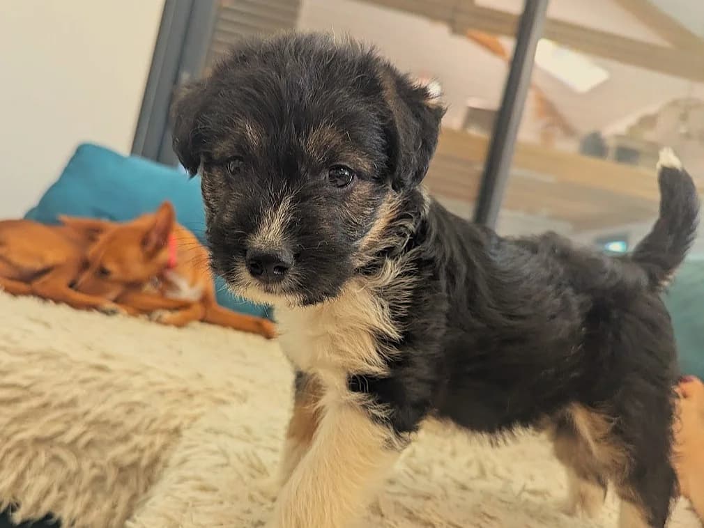 THAÏS –, female Mixed Breed for adoption at Association Ron'Rhône, Lyon