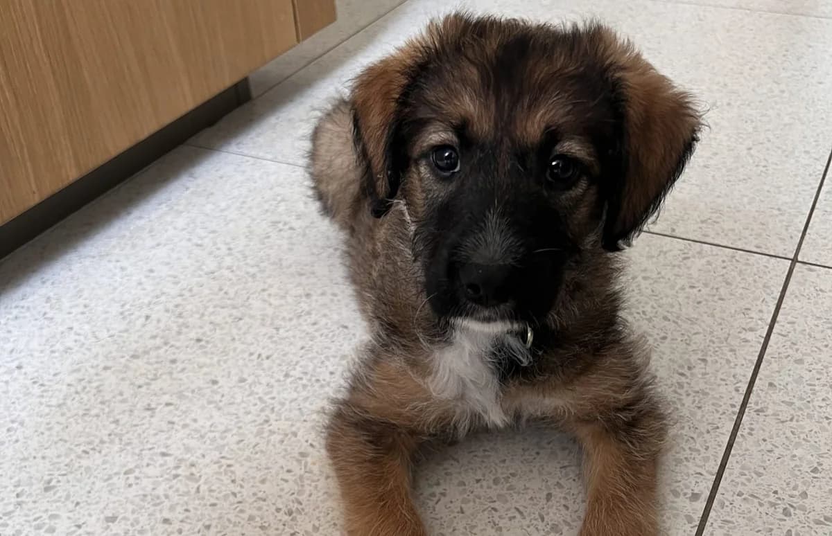 UMA –, female Mixed Breed for adoption at Association Ron'Rhône, Lyon