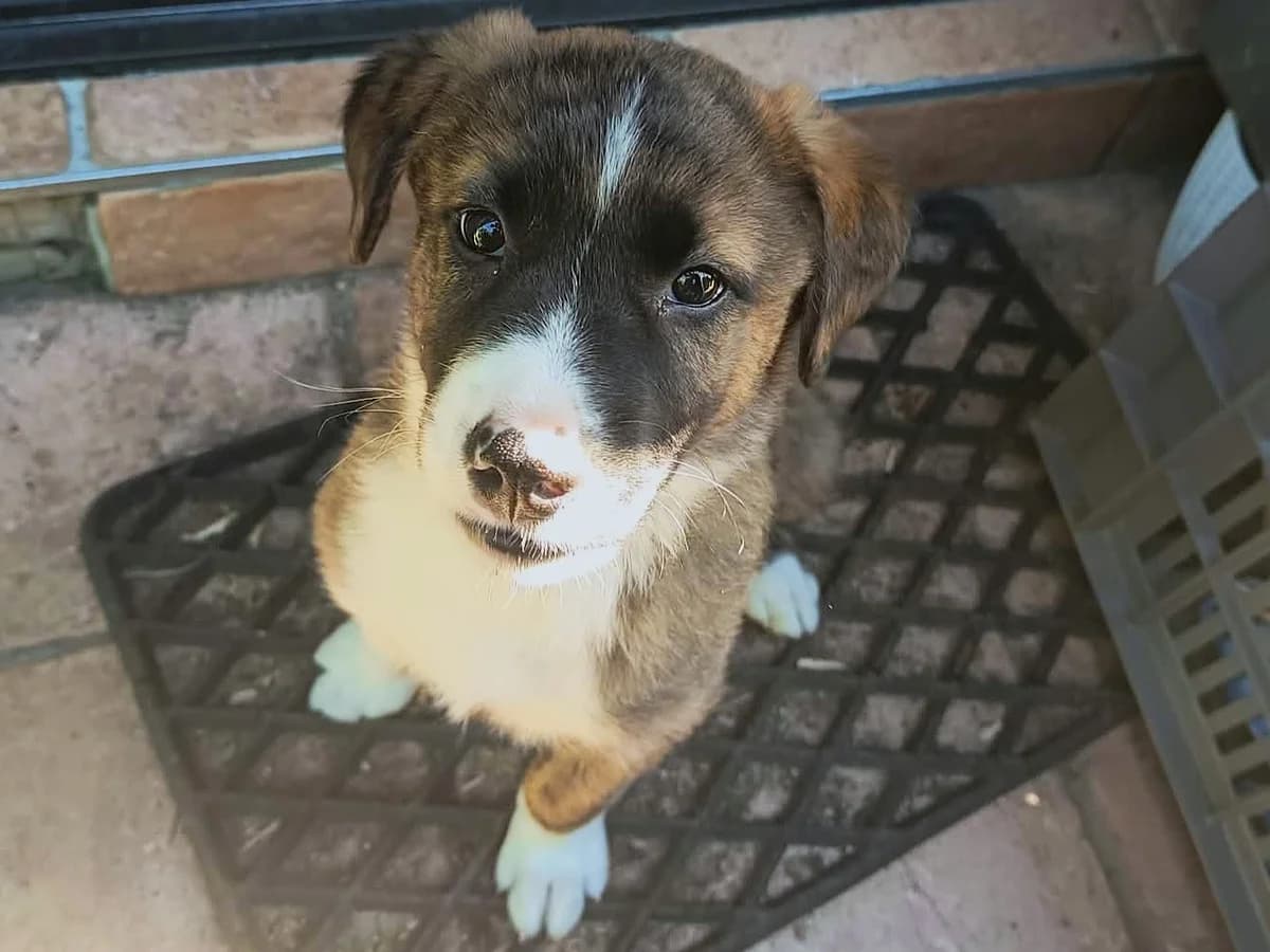 ALO –, male puppy Mixed Breed for adoption at Association Ron'Rhône, Lyon
