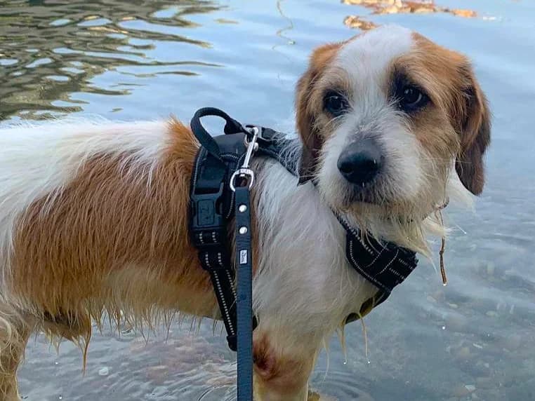 FOXY –, male puppy Mixed Breed for adoption at Association Ron'Rhône, Lyon