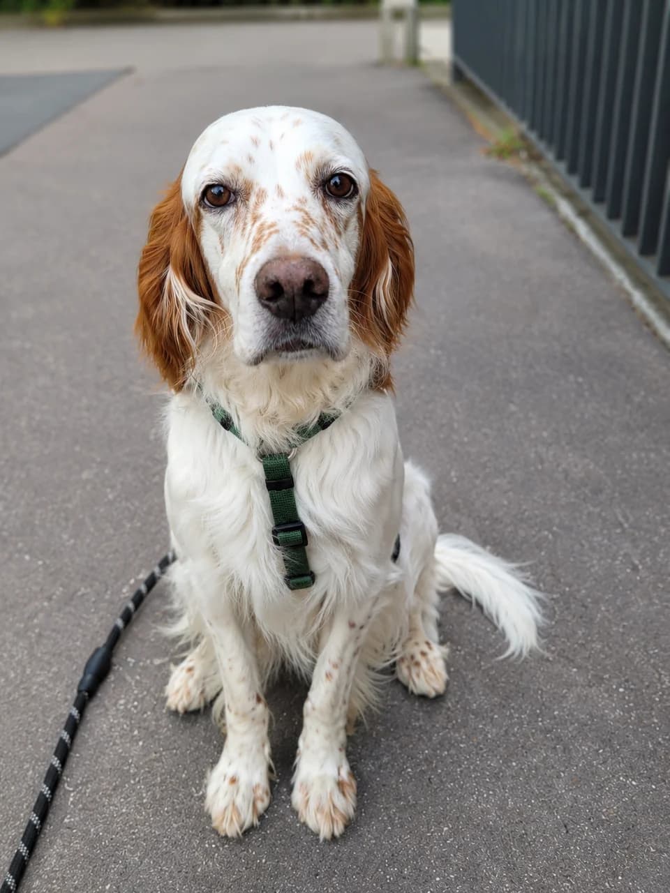 Hom’, male Mixed Breed for adoption at Association Ron'Rhône, Lyon