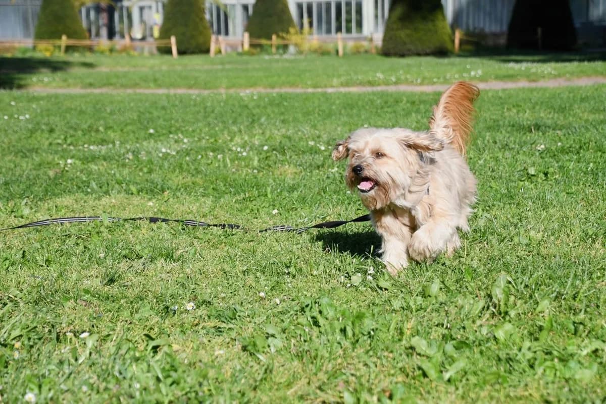 Willy –, male Mixed Breed for adoption at Association Ron'Rhône, Lyon