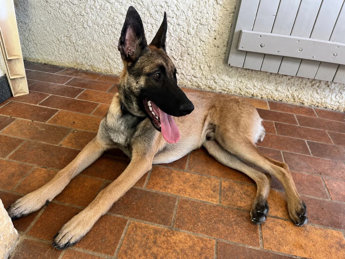 Nes –, male Mixed Breed for adoption at Association Ron'Rhône, Lyon