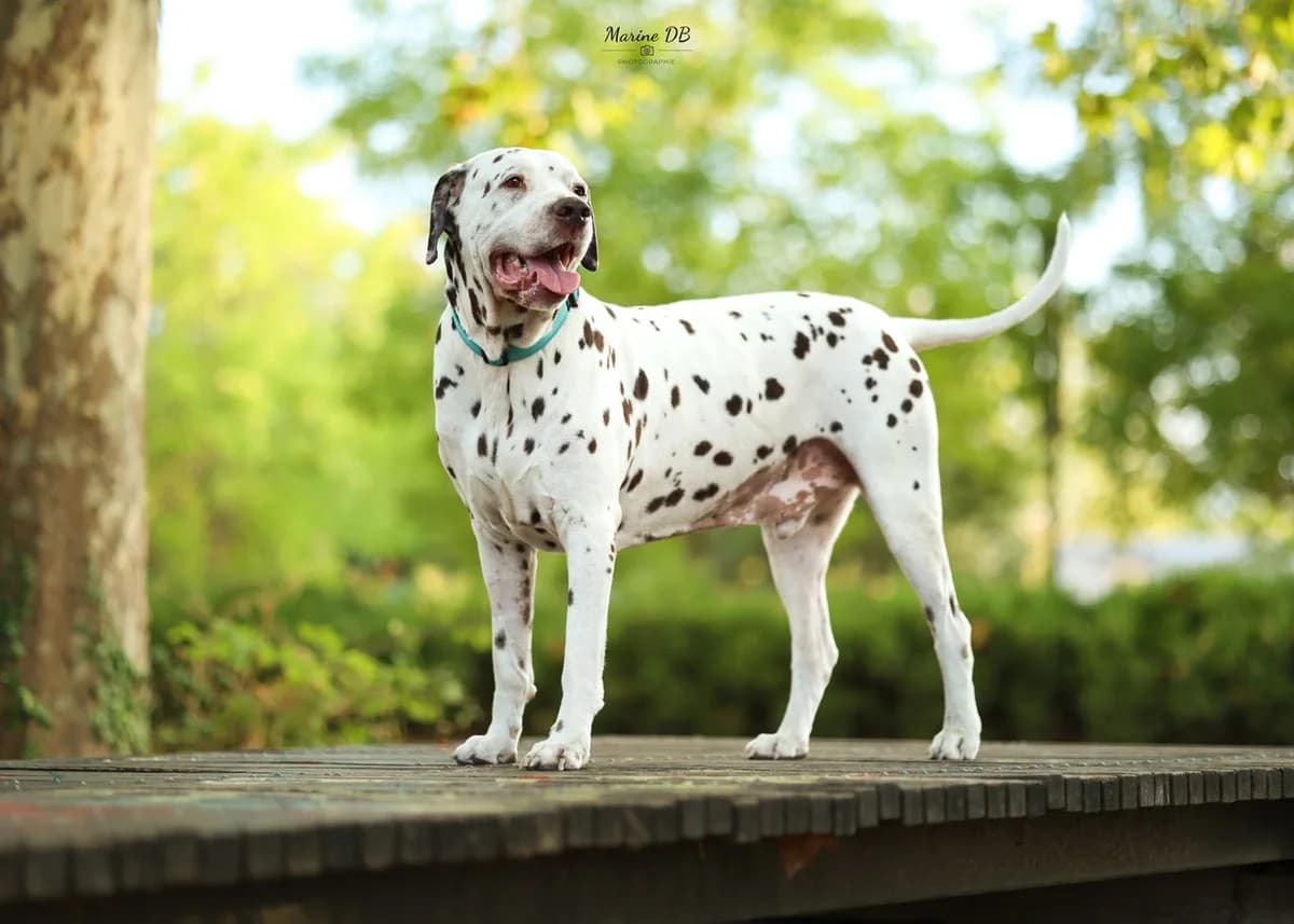 Osko –, male Mixed Breed for adoption at Association Ron'Rhône, Lyon