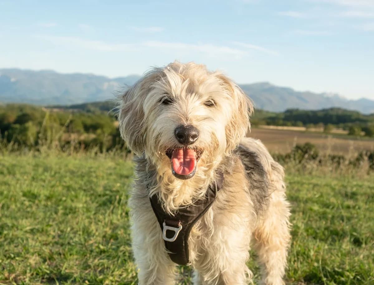 BANDY – 10 ans – ♂︎, male Mixed Breed for adoption at Association Ron'Rhône, Lyon