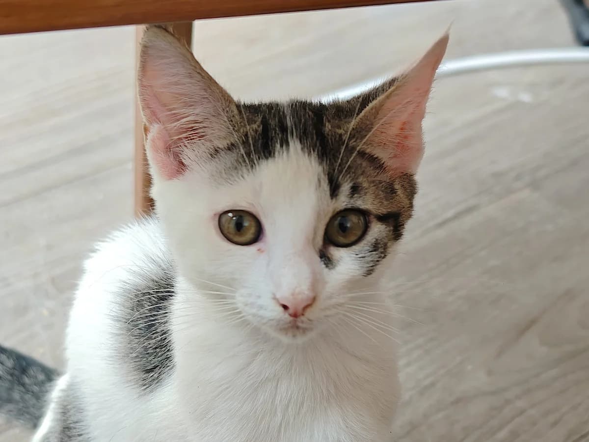 CANAILLE – 4 mois – ♀, male puppy Mixed Breed for adoption at Association Ron'Rhône, Lyon