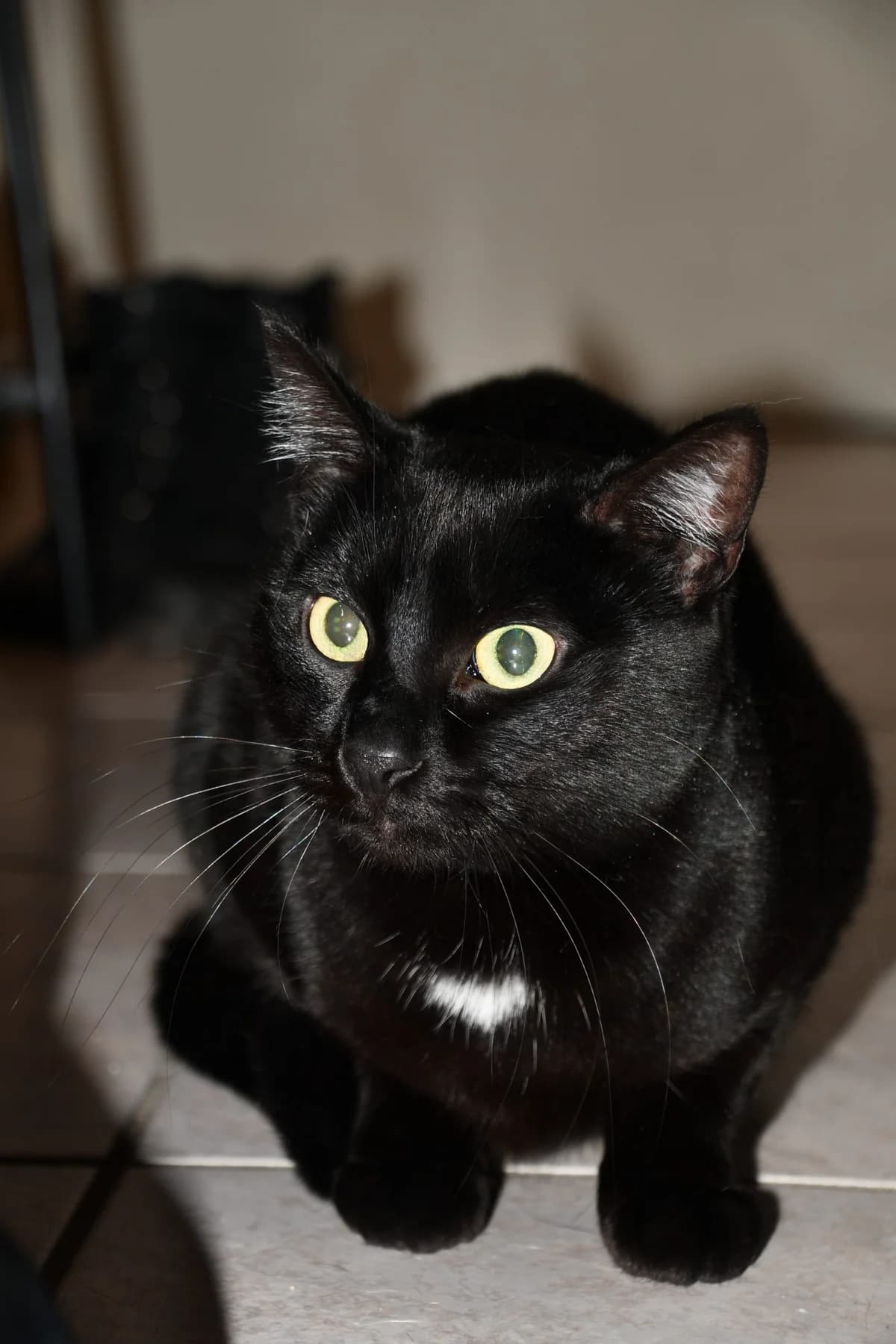 STRAM – 2 ANS – ♀,  Mixed Breed for adoption at Association Ron'Rhône, Lyon