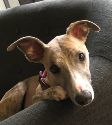 MAUI, male Mixed Breed for adoption at Association Liza