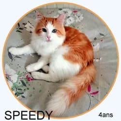 SPEEDY,  Siamese for adoption at Association Sam