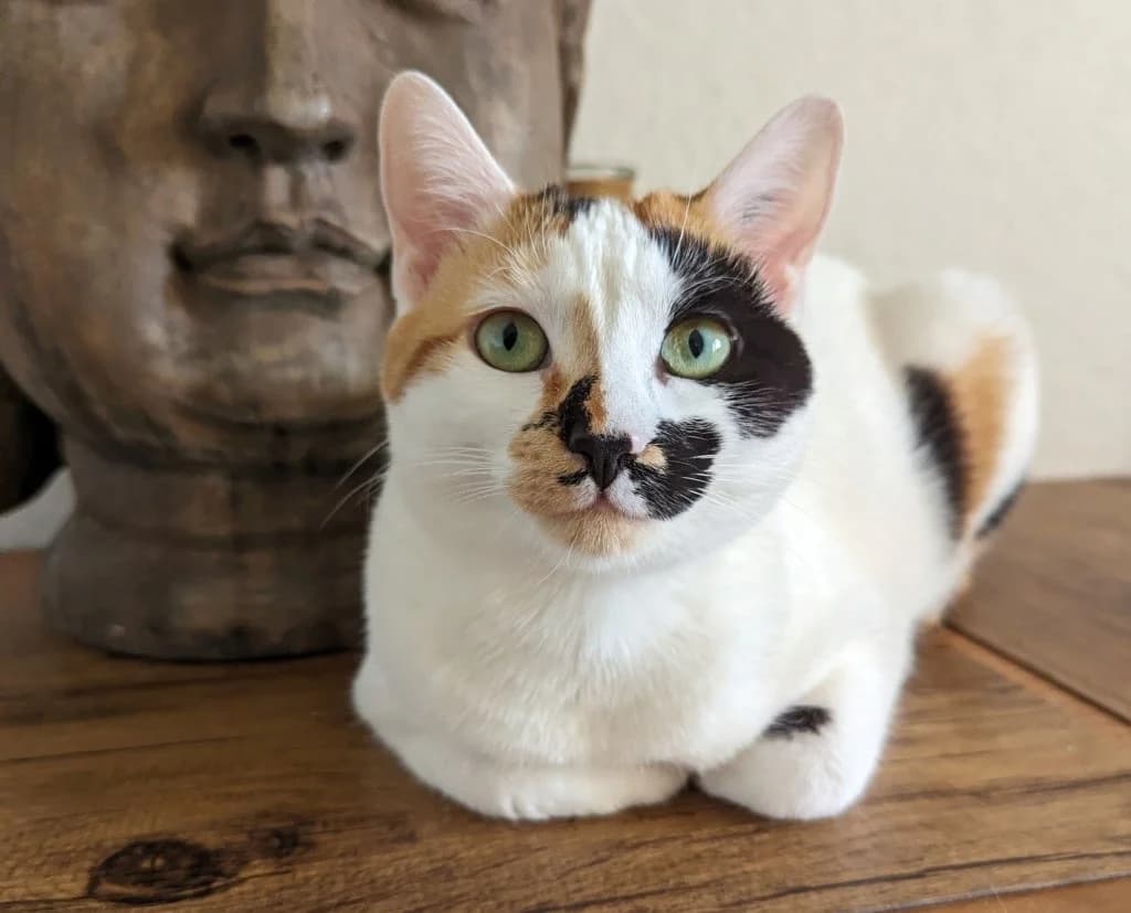 Adèle, female 3yo Mixed Breed for adoption at ASURA, bordeaux