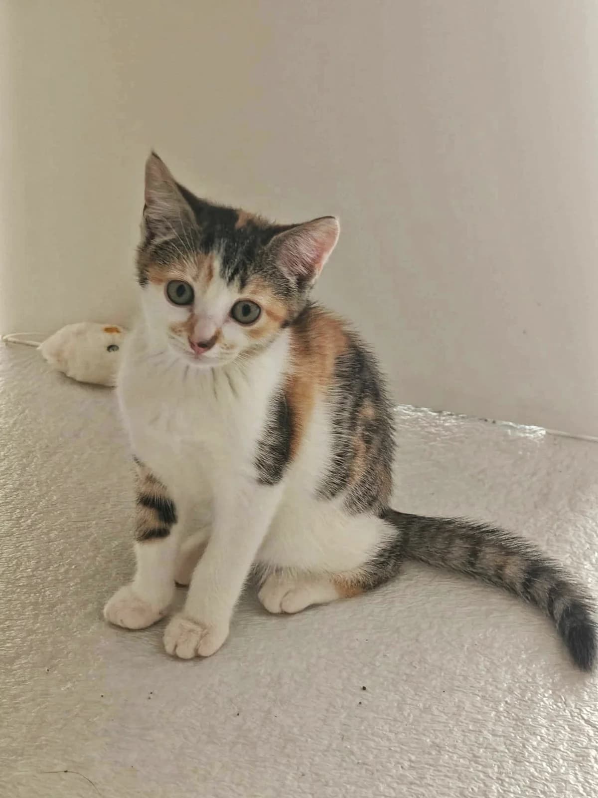 Eden, female puppy Mixed Breed for adoption at ASURA, bordeaux