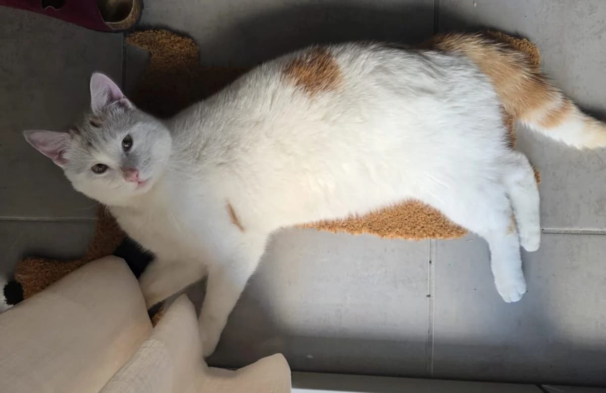 Gaston, female Mixed Breed for adoption at ASURA, bordeaux