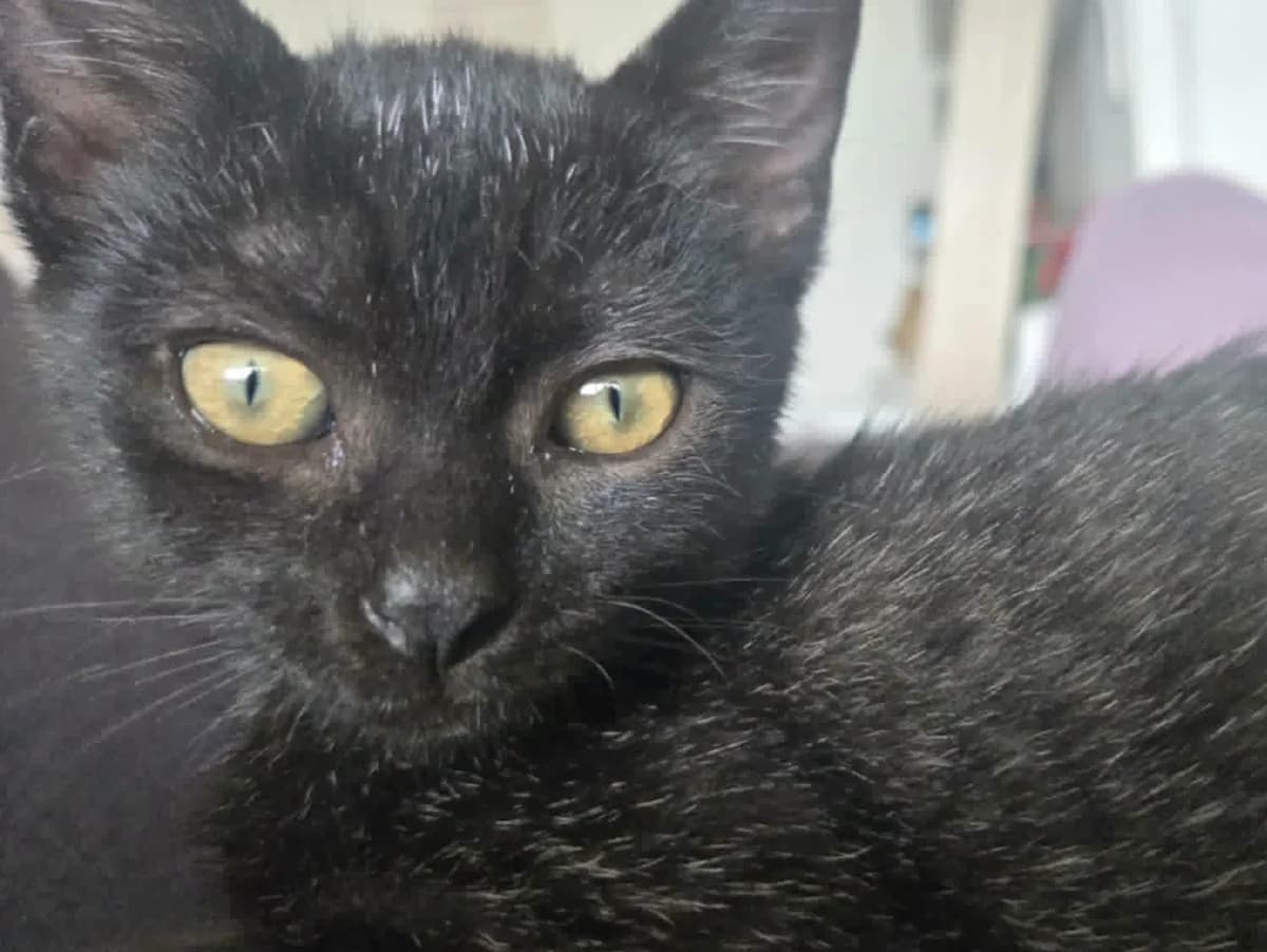 Kézia, female puppy Mixed Breed for adoption at ASURA, bordeaux