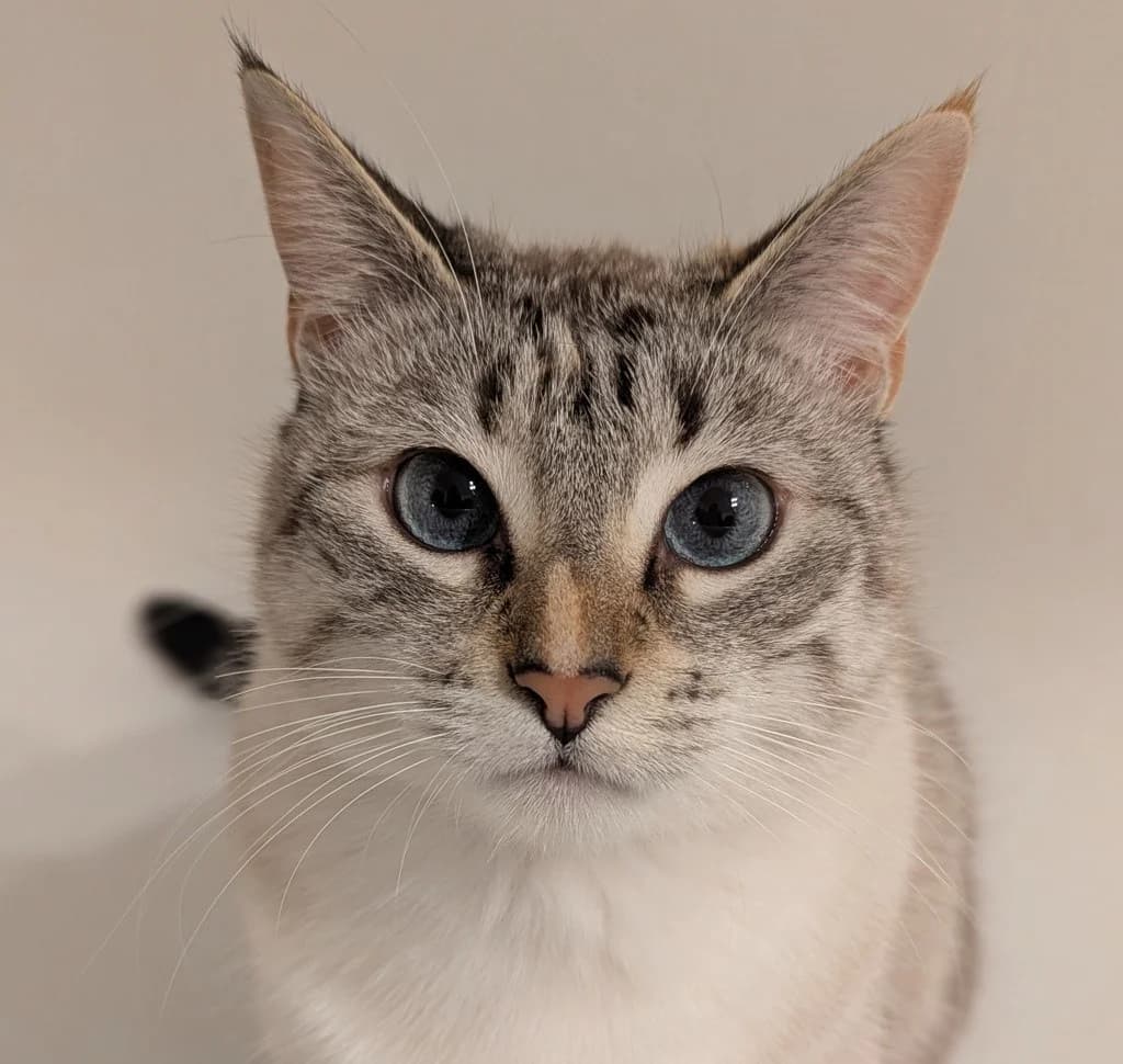 Madeleine, female 5yo Mixed Breed for adoption at ASURA, bordeaux