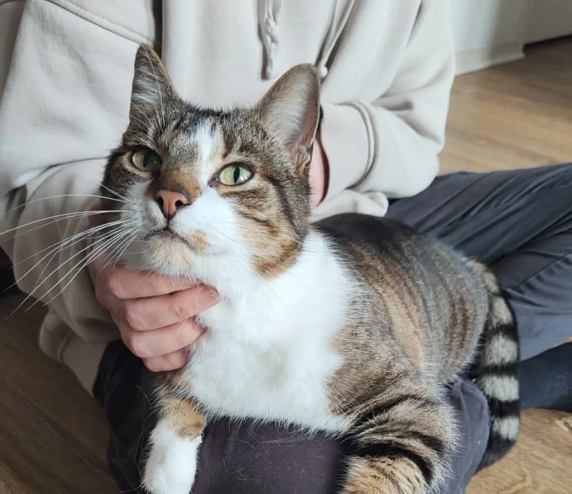 Minette &nbsp;, female senior Mixed Breed for adoption at ASURA, bordeaux