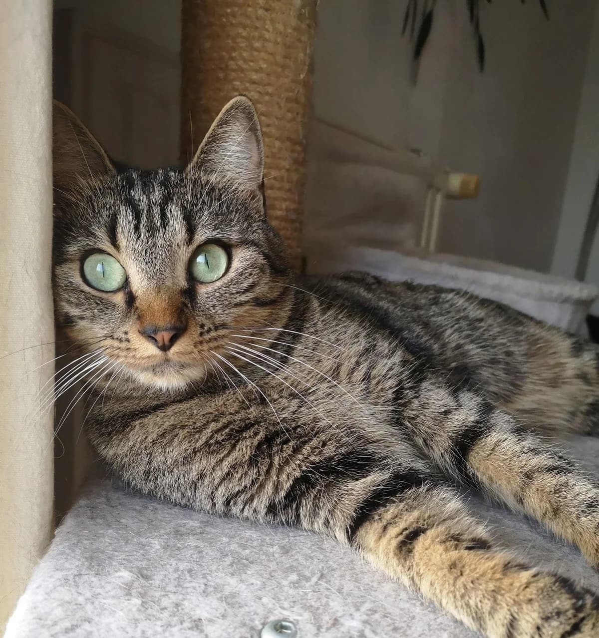 Moana, female 6yo Mixed Breed for adoption at ASURA, bordeaux