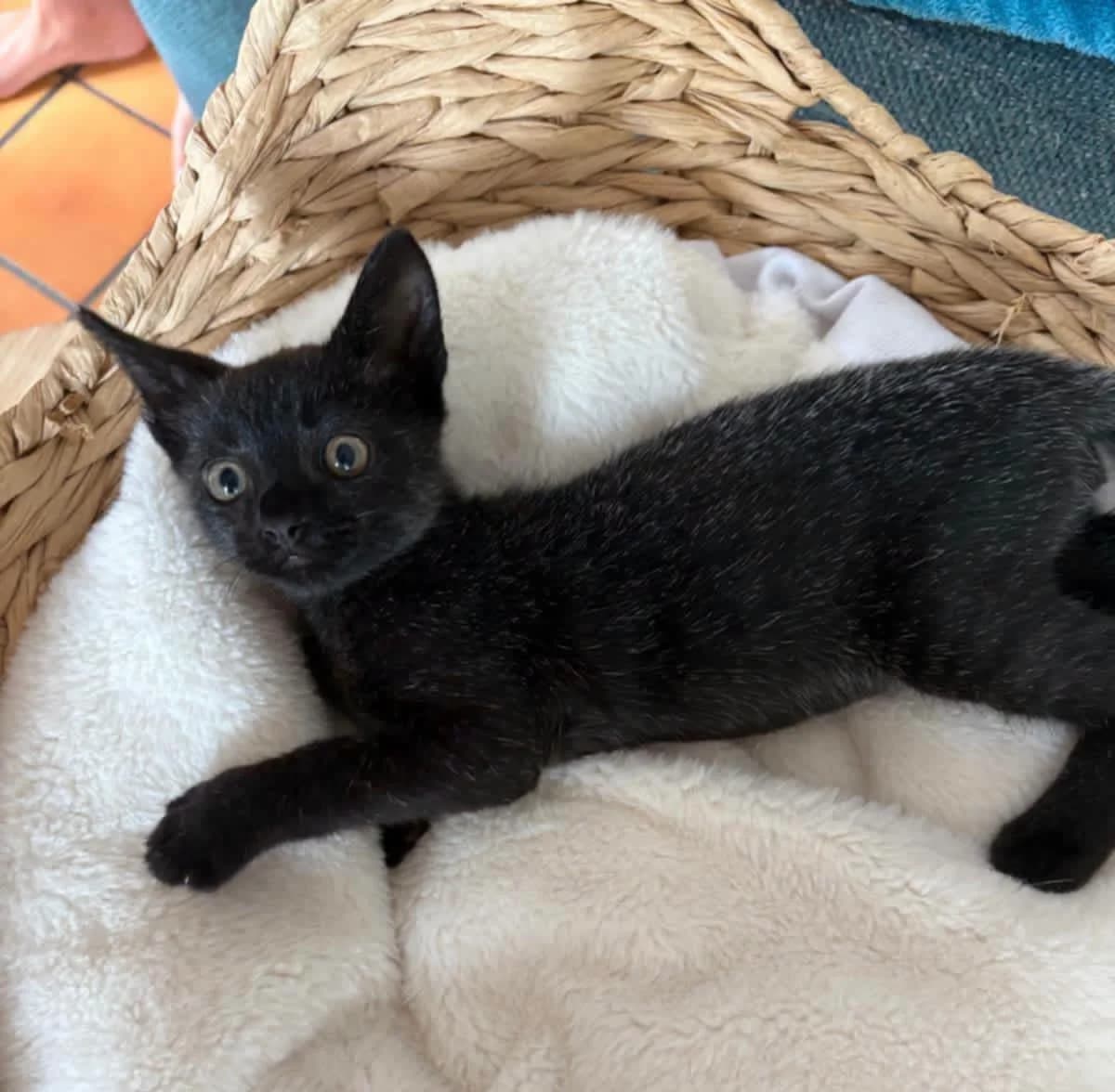 Moka, female puppy Mixed Breed for adoption at ASURA, bordeaux