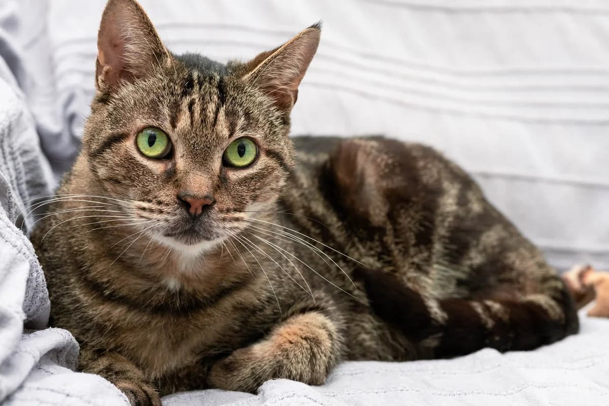 Mowgli, female senior Mixed Breed for adoption at ASURA, bordeaux