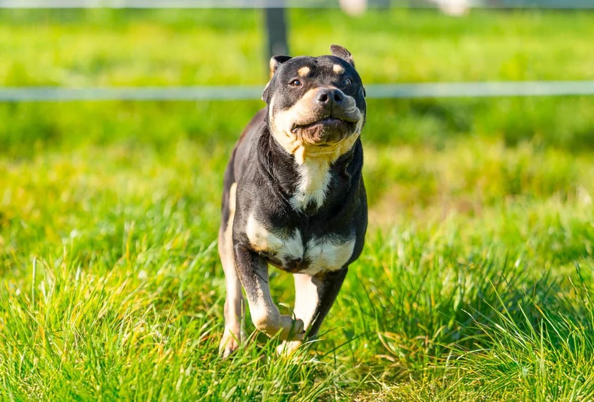 Balou, Noir et marron Date de naissances : 01/0 male 7yo Mixed Breed for adoption at Auberge des 4 Pattes, Villeneuve-de-Duras