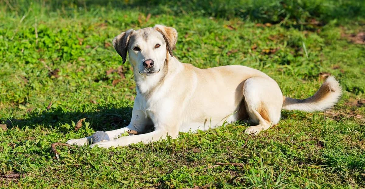 Rex, male 4yo Mixed Breed for adoption at Auberge des 4 Pattes, Villeneuve-de-Duras
