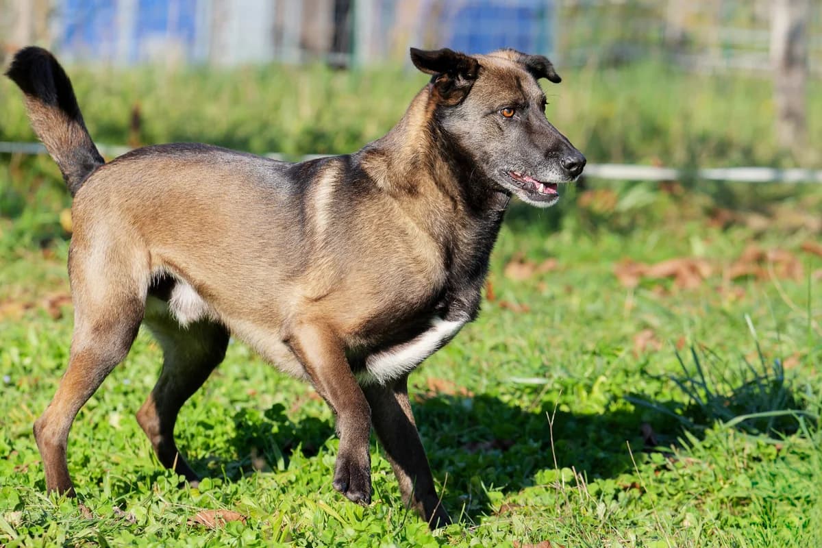 Dobbie, male 6yo Mixed Breed for adoption at Auberge des 4 Pattes, Villeneuve-de-Duras