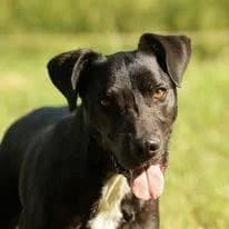 Duc, male senior Mixed Breed for adoption at Auberge des 4 Pattes, Villeneuve-de-Duras