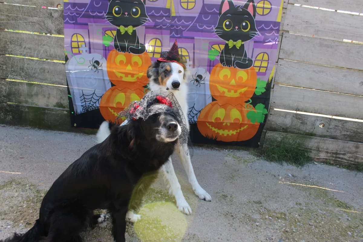 Collie et merlin, male senior Mixed Breed for adoption at Auberge des 4 Pattes, Villeneuve-de-Duras