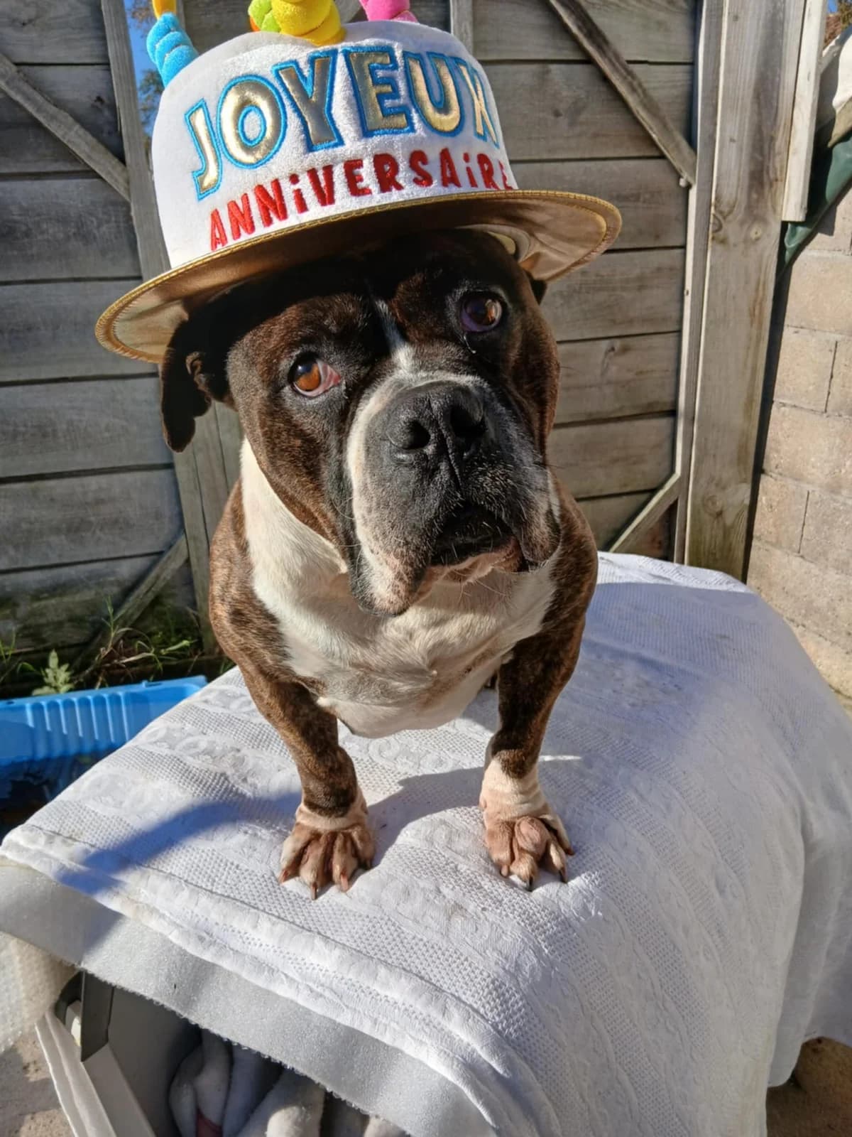 Apollo,  senior Mixed Breed for adoption at Auberge des 4 Pattes, Villeneuve-de-Duras