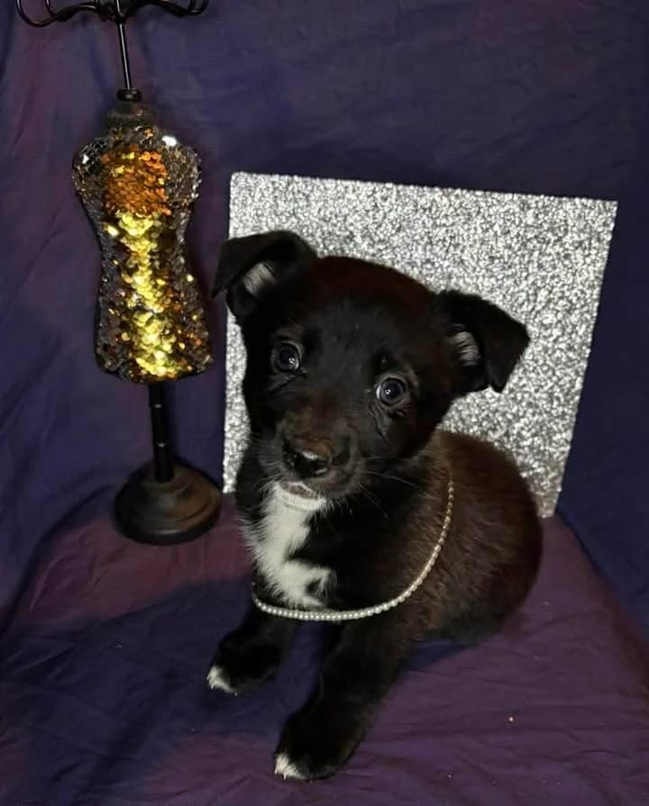 Chiots, male senior Mixed Breed for adoption at Auberge des 4 Pattes, Villeneuve-de-Duras