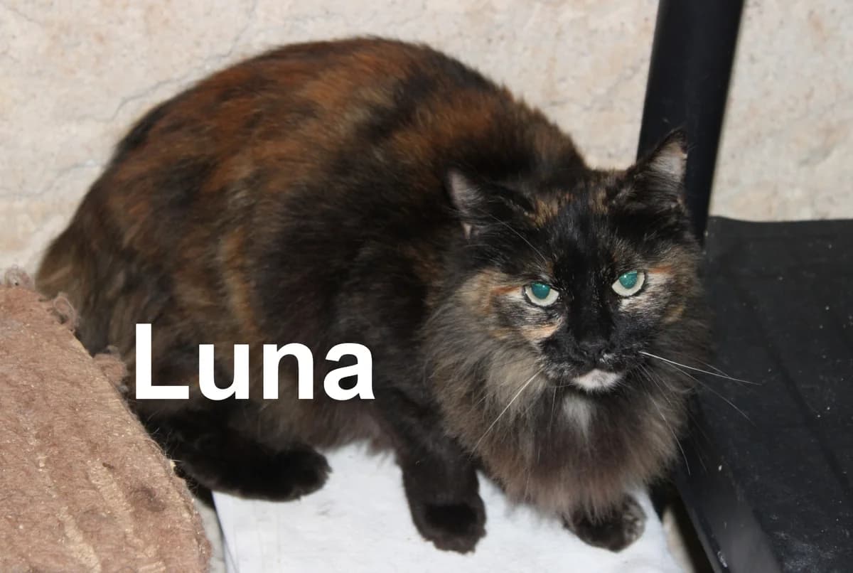 Chats,  5yo Mixed Breed for adoption at Auberge des 4 Pattes, Villeneuve-de-Duras