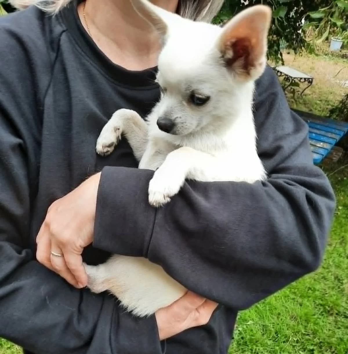 Loukoum, male puppy Mixed Breed for adoption at Auberge des 4 Pattes, Villeneuve-de-Duras