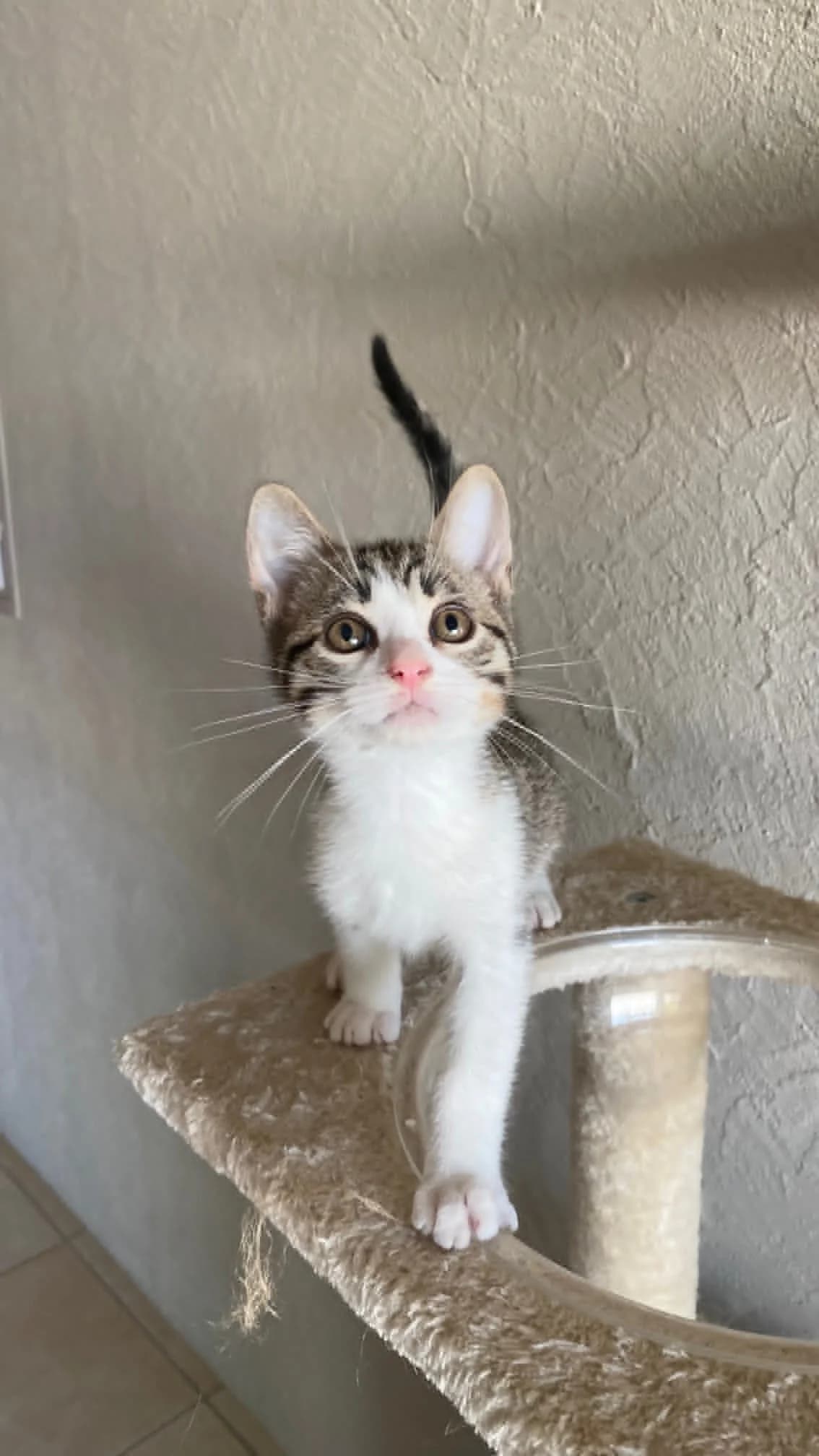 Biscuit, male puppy Mixed Breed for adoption at Auberge des 4 Pattes, Villeneuve-de-Duras