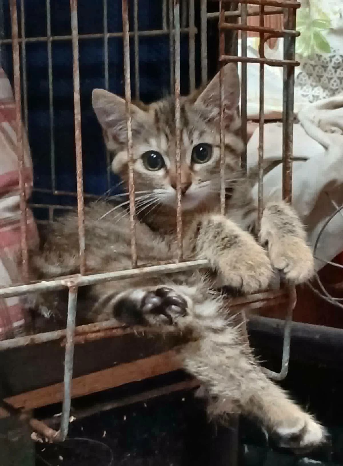 Chatons, male Mixed Breed for adoption at Auberge des 4 Pattes, Villeneuve-de-Duras