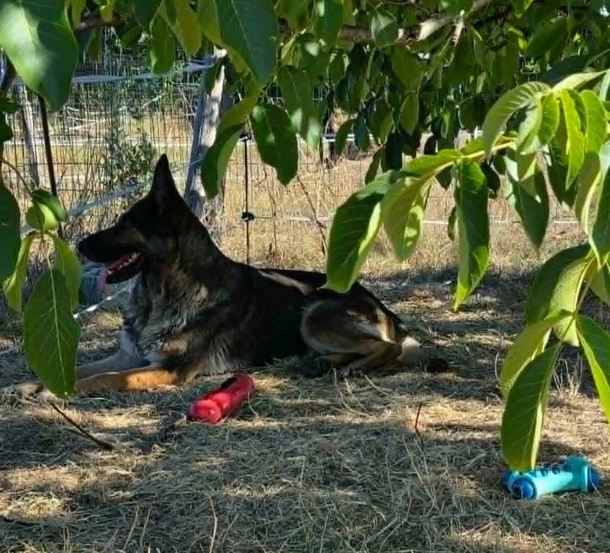Nejma,  senior Mixed Breed for adoption at Auberge des 4 Pattes, Villeneuve-de-Duras