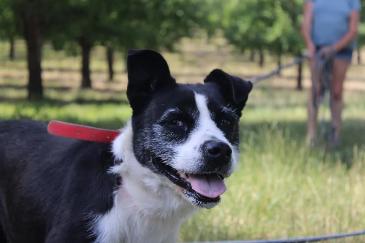 Nelly, female 6yo Mixed Breed for adoption at Auberge des 4 Pattes, Villeneuve-de-Duras