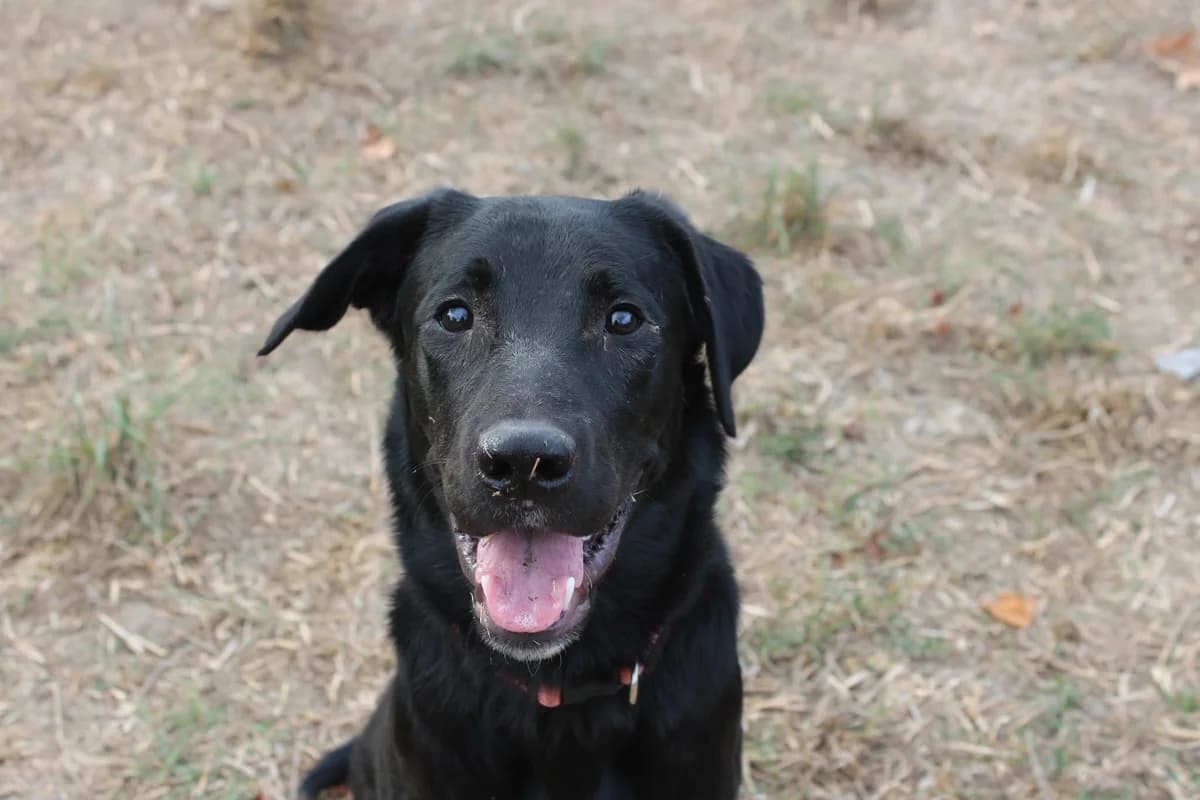 Molly,  puppy Mixed Breed for adoption at Auberge des 4 Pattes, Villeneuve-de-Duras