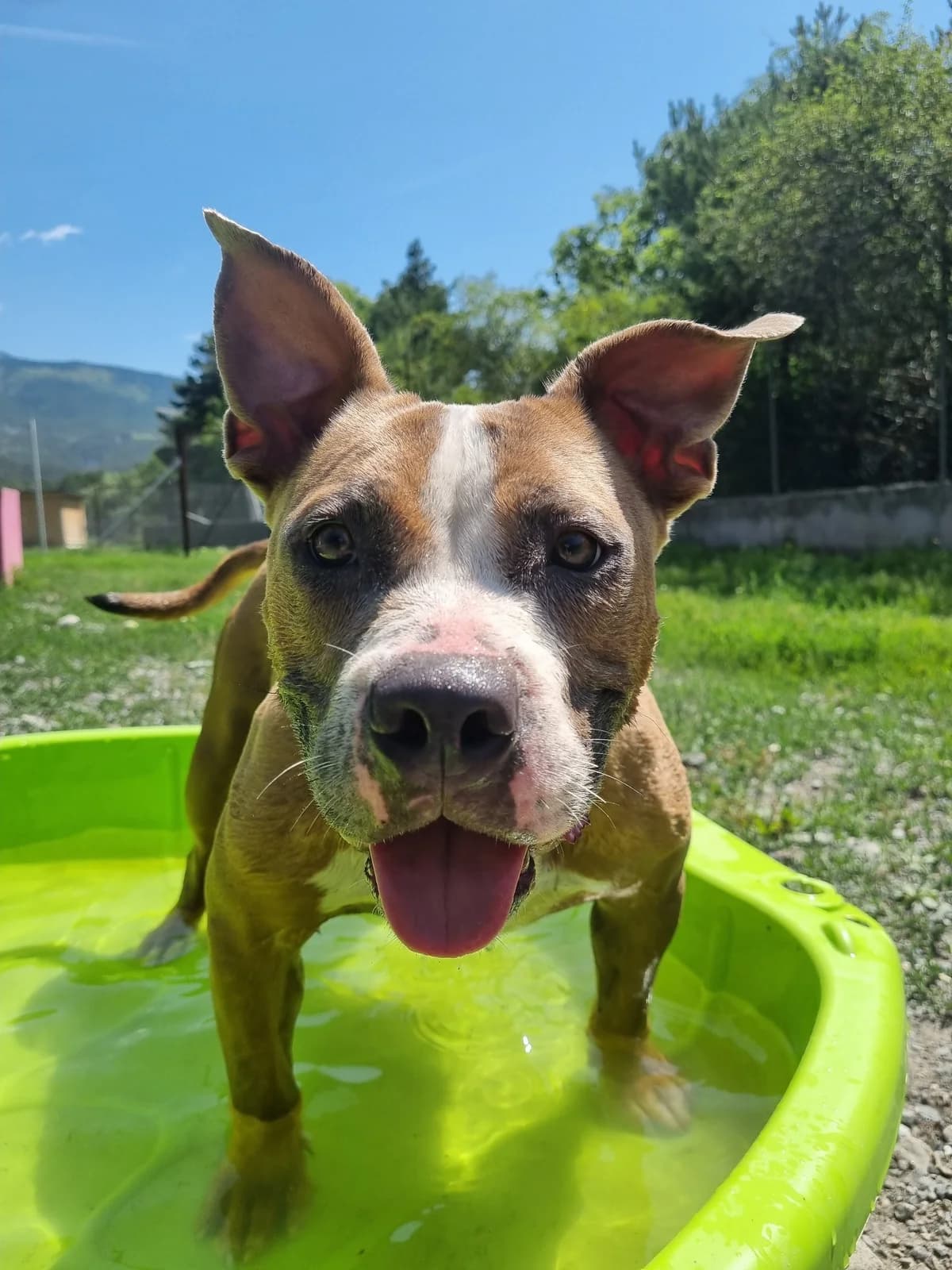 Bulette, female Mixed Breed for adoption at AUDACCE – Refuge de la Vallée de l, Barcelonnette