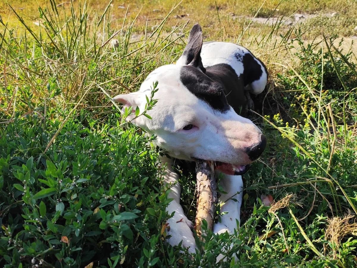 Chelsea, female Mixed Breed for adoption at AUDACCE – Refuge de la Vallée de l, Barcelonnette
