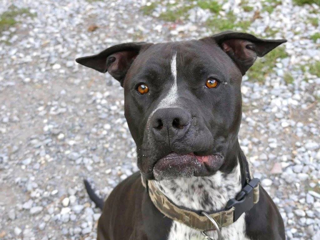 Django, male Mixed Breed for adoption at AUDACCE – Refuge de la Vallée de l, Barcelonnette