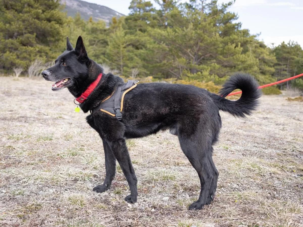 Ergot, male Mixed Breed for adoption at AUDACCE – Refuge de la Vallée de l, Barcelonnette