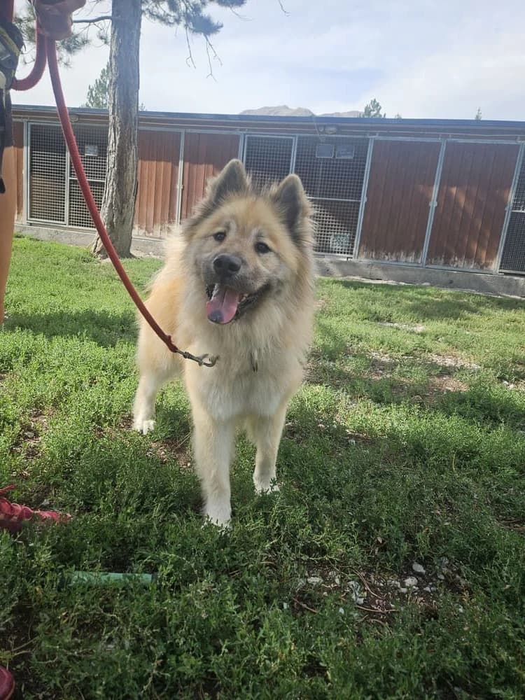 Evo, male Mixed Breed for adoption at AUDACCE – Refuge de la Vallée de l, Barcelonnette