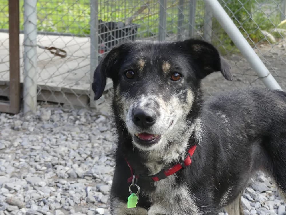 Fiona, female Mixed Breed for adoption at AUDACCE – Refuge de la Vallée de l, Barcelonnette