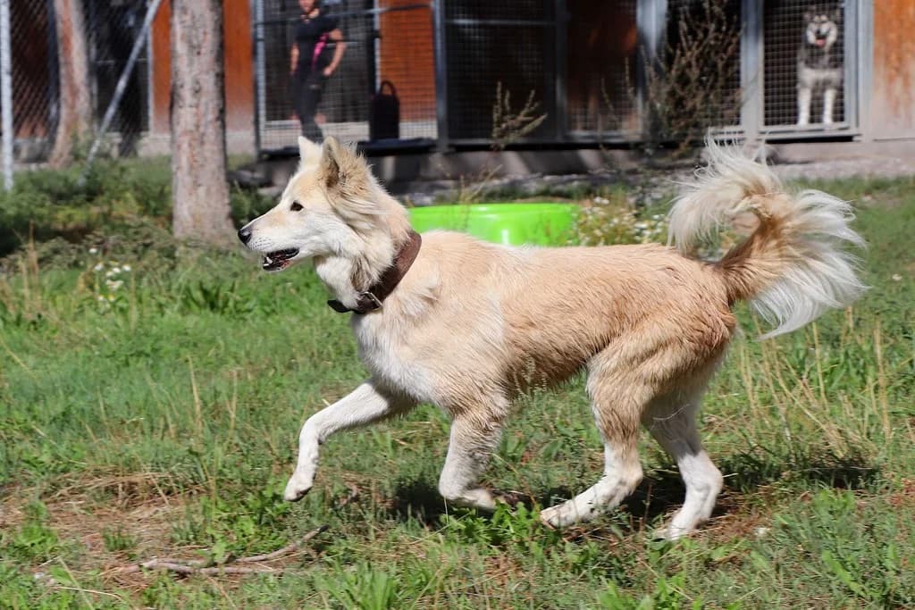 Inouk, male Mixed Breed for adoption at AUDACCE – Refuge de la Vallée de l, Barcelonnette