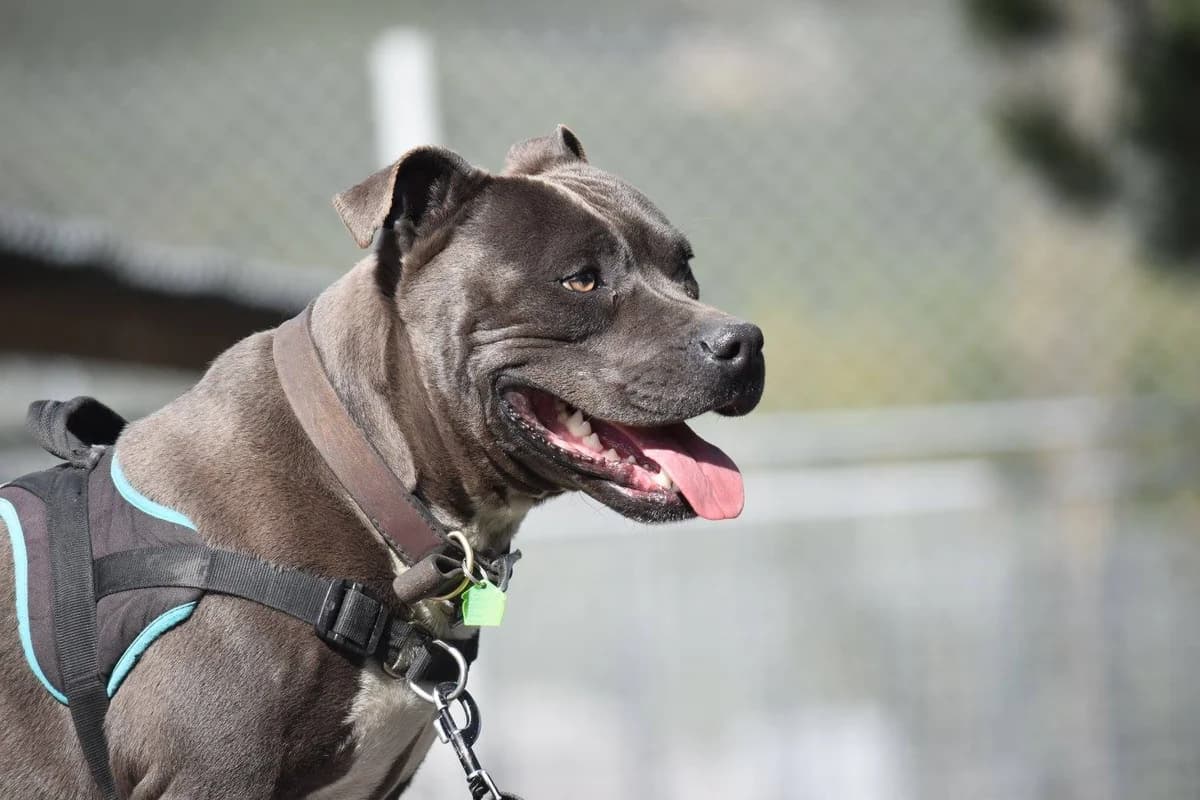 Jack, male Mixed Breed for adoption at AUDACCE – Refuge de la Vallée de l, Barcelonnette