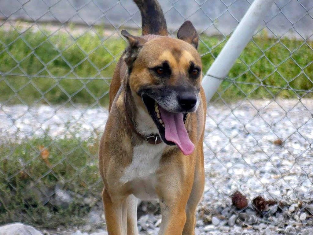 Jackpot, male Mixed Breed for adoption at AUDACCE – Refuge de la Vallée de l, Barcelonnette