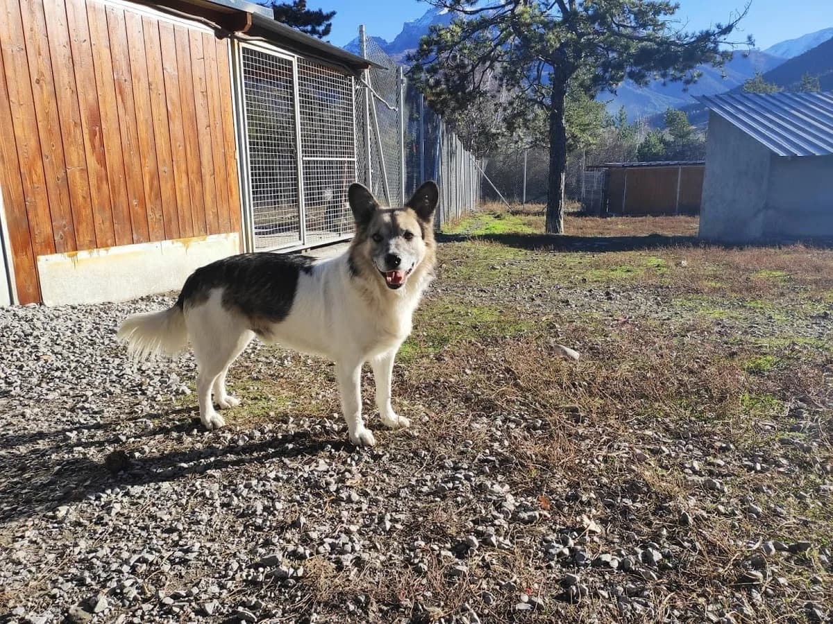 Jony, male Mixed Breed for adoption at AUDACCE – Refuge de la Vallée de l, Barcelonnette
