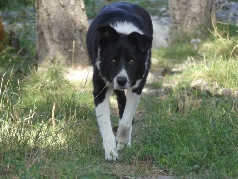 Kovax, male Mixed Breed for adoption at AUDACCE – Refuge de la Vallée de l, Barcelonnette