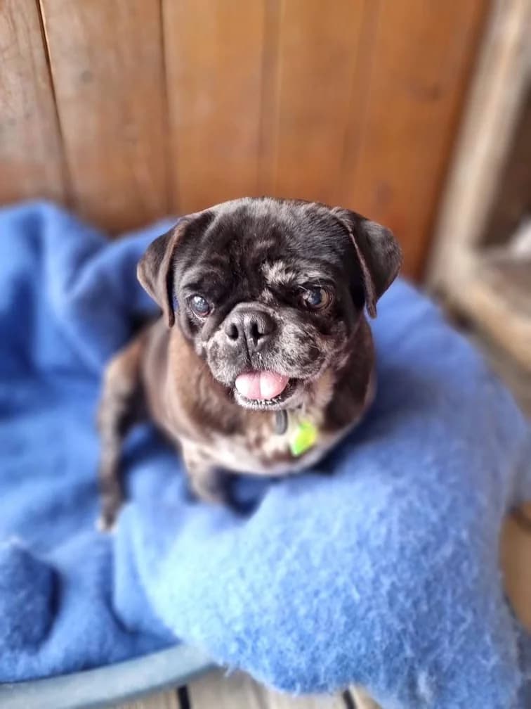 Liam, male Pug for adoption at AUDACCE – Refuge de la Vallée de l, Barcelonnette