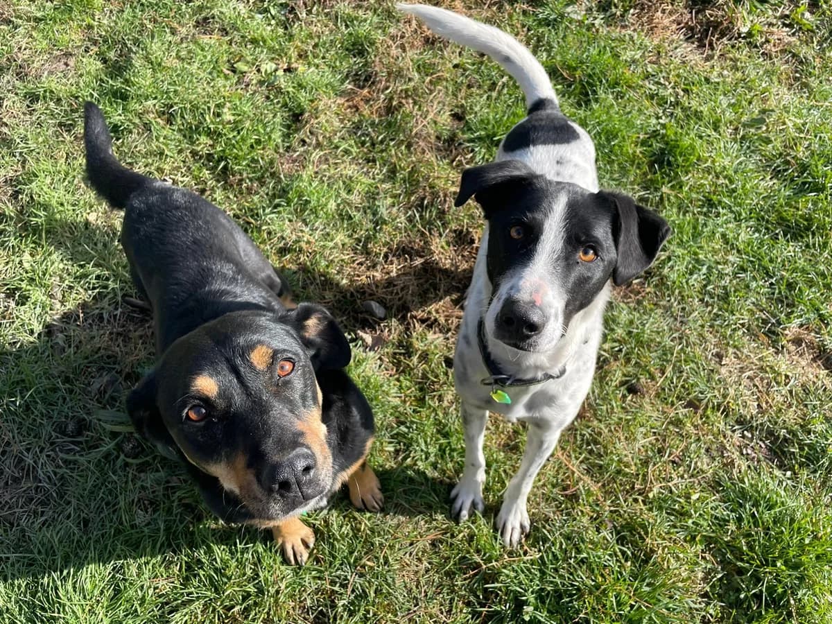 Manou & Wouapy,  mixed breed for adoption at AUDACCE – Refuge de la Vallée de l, Barcelonnette