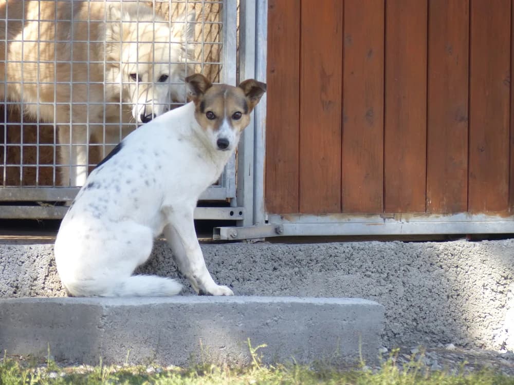 Nikita, female Mixed Breed for adoption at AUDACCE – Refuge de la Vallée de l, Barcelonnette